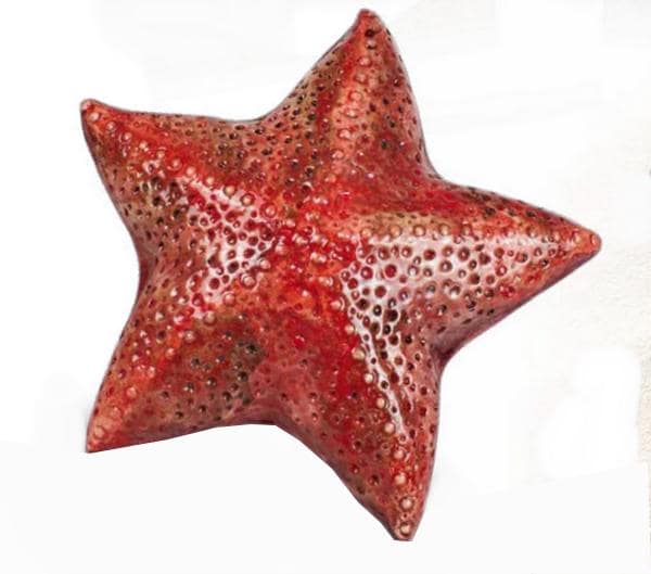 Urna cineraria stella marina